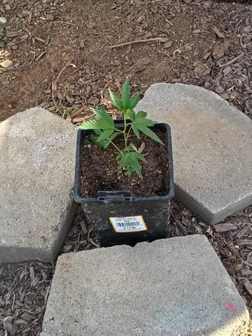 Platinum Og — grow_setup, day 1