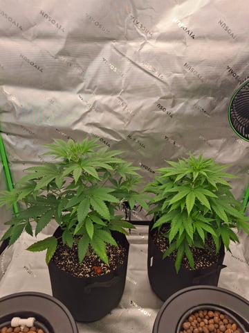 Do Si Dos -Cookies — vegetative, day 50