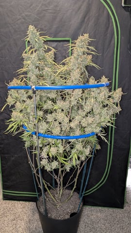 Mixed Grow — flower, day 131