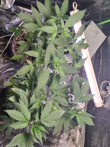 S&D  First Grow — vegetative, day 18