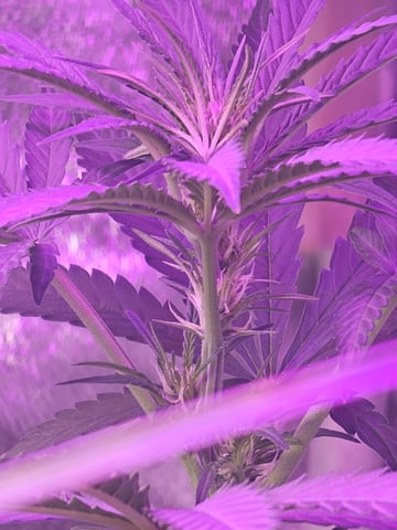 Cheshablue  — flower, day 24