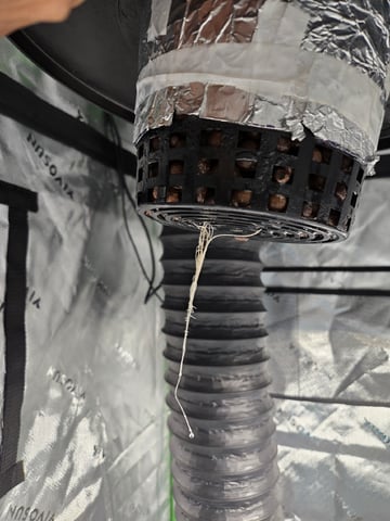 STELLA — seedling_rooting, day 35