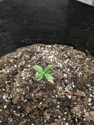 first grow — seedling_rooting, day 1