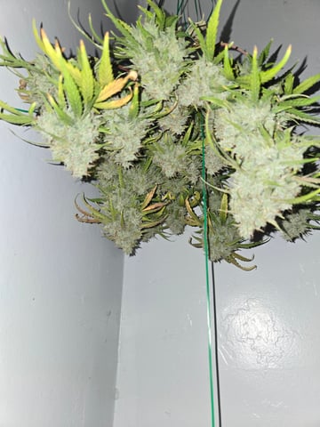 2nd Grow 3x5 tent — flower, day 91