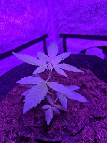 1st Ever Grow — vegetative, day 43