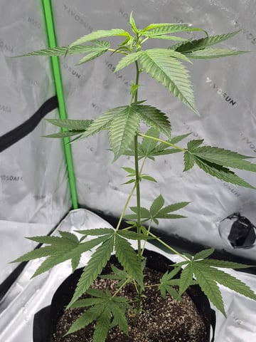 My young clone  — vegetative, day 19