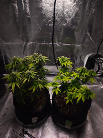 New grow — flower, day 51
