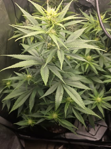 Coco Grow — vegetative, day 62