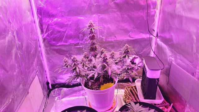 first grow adventure  — flower, day 72