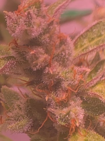 pineapple Express  — flower, day 40