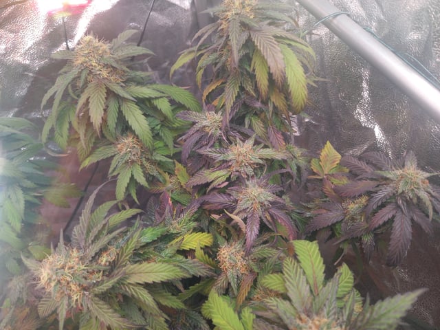 ( Guava Dawg × Sour Tangie ) F2 — flower, day 28