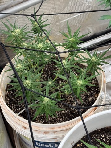 NYC SOUR DIESEL AUTO