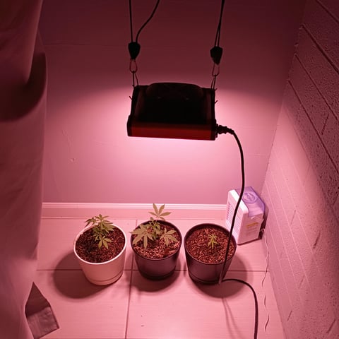 FKAFL — flower, day 102