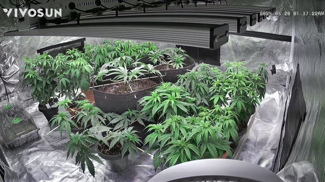 outdoor start/indoor 2025 — vegetative, day 64