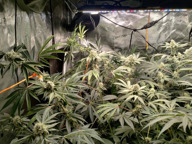Photo Time📸🕞 — flower, day 91