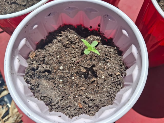 crumble fever  — seedling_rooting, day 1