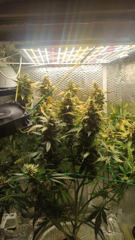 Crime Caramel Auto — flower, day 84