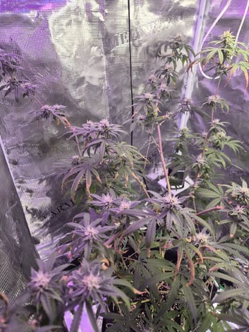Kalini Asia Auto  — flower, day 50