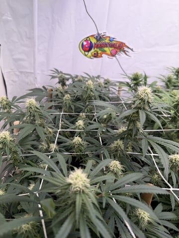 Indoor Grow  — flower, day 168