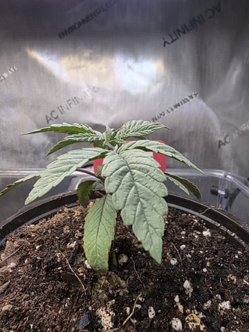 Granny Candy and PLCG — vegetative, day 22