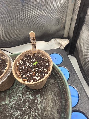Technically 3rd grow (1st documented) — germination, day 4