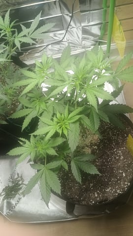 Gelato & Amnesia  — vegetative, day 34