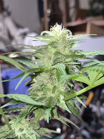 My First Grow