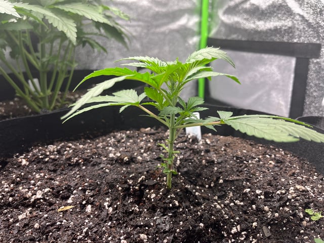My First Four — vegetative, day 42