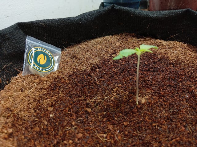 Blackberry Moonrocks  — seedling_rooting, day 28