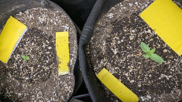 Perpetual Autoflower Mixed Grow #3 — flower, day 57