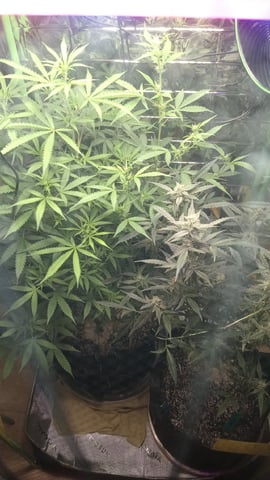 Gelato & Amnesia  — flower, day 55