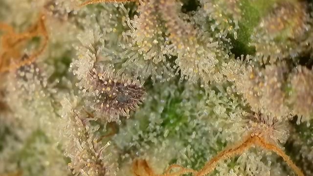 Cookies Usa — harvest, day 115