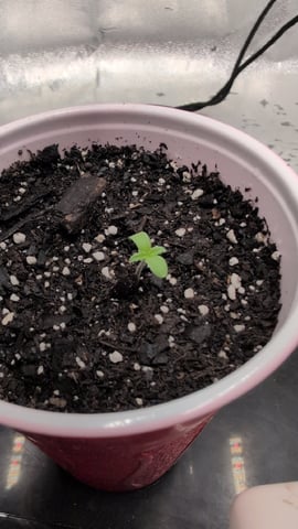 Girl Scout Cookies — seedling_rooting, day 1