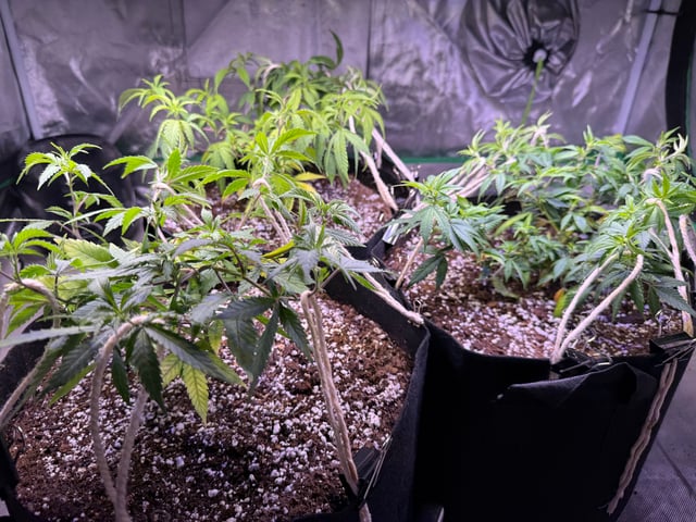 Green Gelato — vegetative, day 30