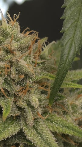 lilac diesel Rbx2 — flower, day 111