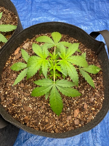 Banana Kush Auto Seed Supreme — vegetative, day 20