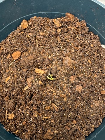 Grow Number 2 — germination, day 1