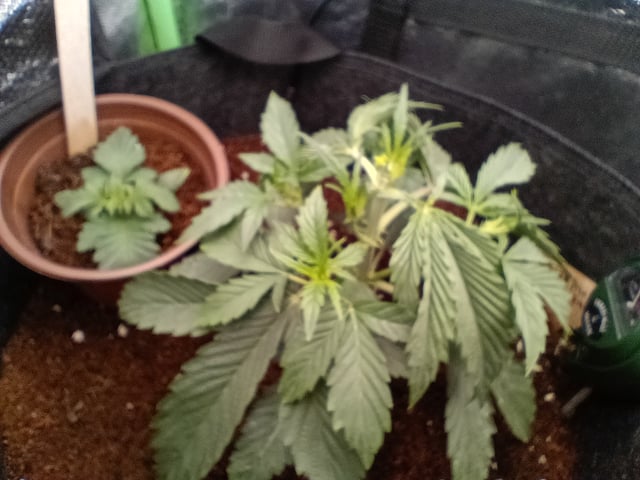 1st Grow Eva — vegetative, day 19