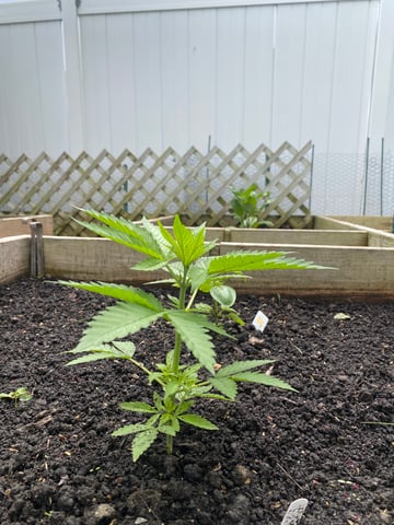 queen of soul X cap junky  — vegetative, day 40