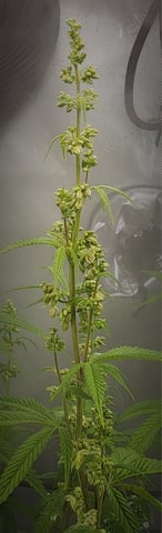 Pez Mints Breeding Session — flower, day 8