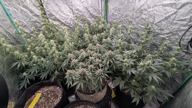 Perpetual Autoflower Mixed Grow #3 — flower, day 54
