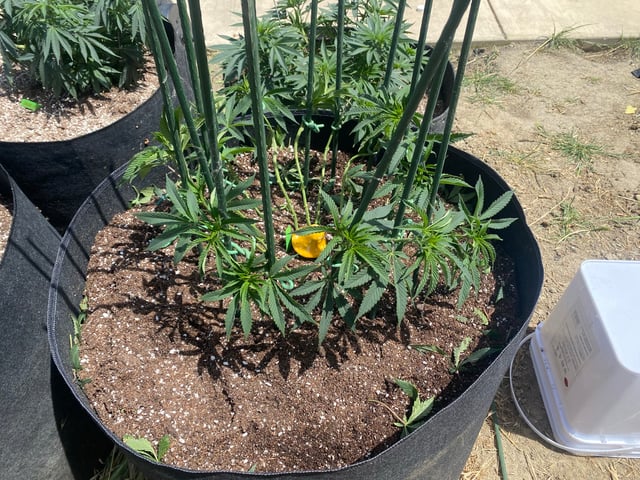 Solfire Gardens Grow