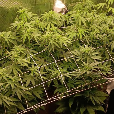 TentPlantLightFan — flower, day 83