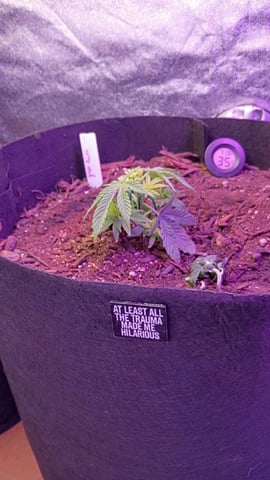 Purple Plum Perfect 💜 & 2 Grape Runtz 🍇 Mainlining garden.  — vegetative, day 84