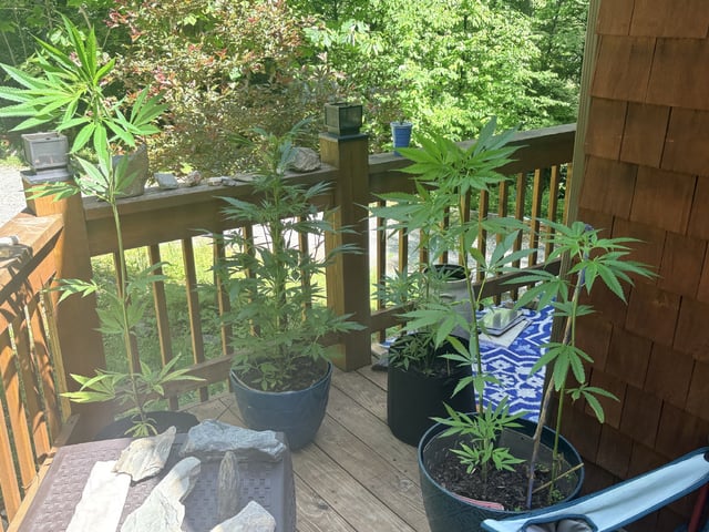 mixing it up — vegetative, day 68