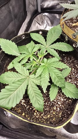 Blueberry Swirl — vegetative, day 15