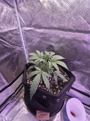 I'll get it right — flower, day 81