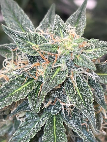 Autos and sour diesel! — flower, day 31