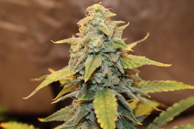 white runtz auto flower — flower, day 67