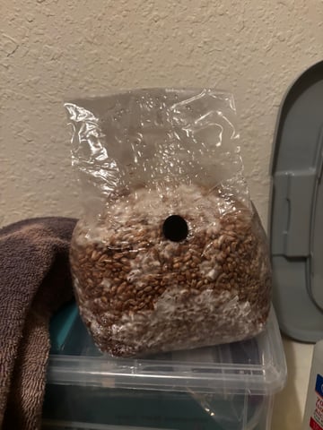 second 🍄‍🟫 grow — seedling_rooting, day 12